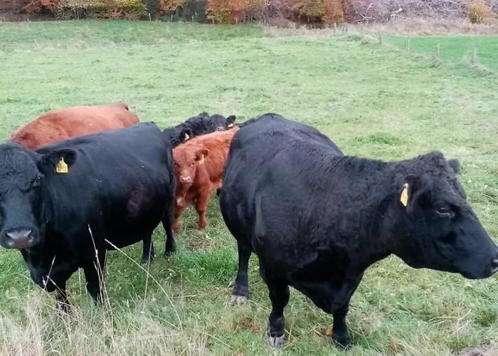 Weideblick Bad Berleburg